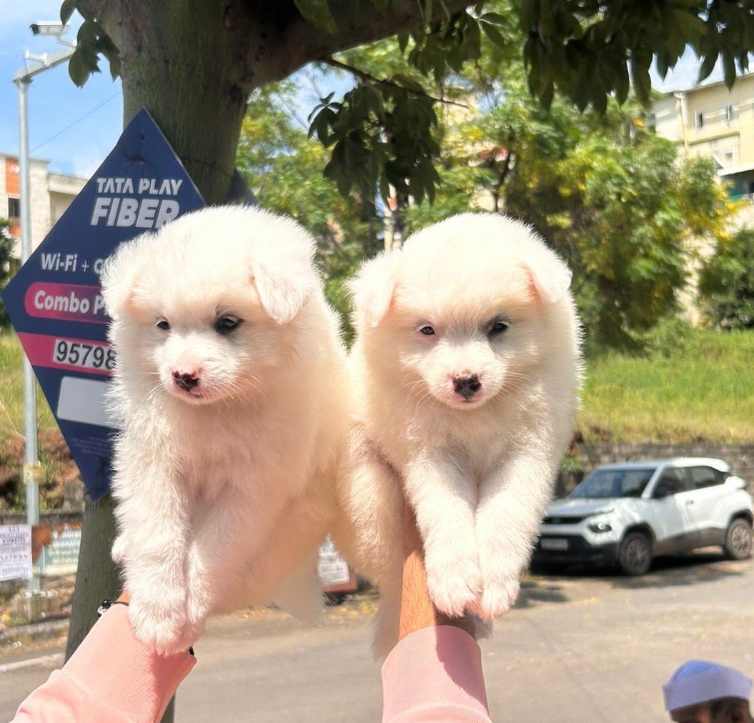 Purchase KCI Registered Pomeranian Puppy from Goa